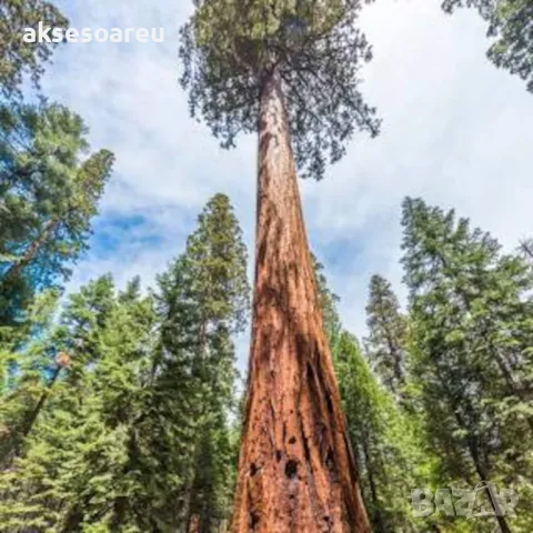 Нови Екзотични 15 семена от гигантска секвоя мамутово дърво sequoiadendron giganteum за декорация, снимка 11 - Сортови семена и луковици - 50223558