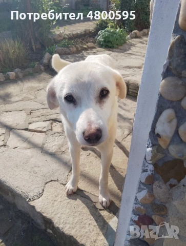 Подарява се женско кученце 🐶❤️, снимка 2 - Други - 54247274