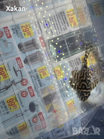 L 401- 2 женски, снимка 5 - Рибки - 49300336