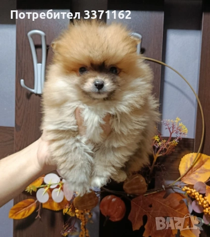 мъжко померанче, снимка 2 - Померан - 53073300