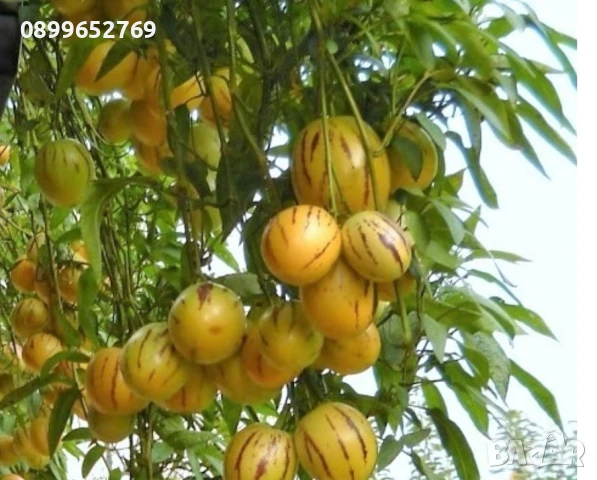 Пепино(Пъпешово дърво) 