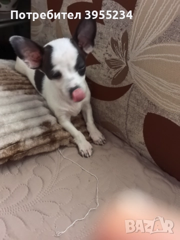 Продавам куче, снимка 3 - Пинчер - 52511636