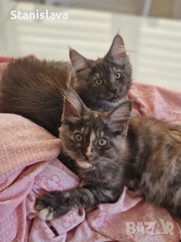 котенца Мейн Куун, снимка 13 - Мейн кун - 55670869