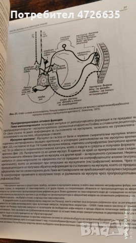 Масаж основи,класификация,видове  Проф. Видьо Василев Желев, дм , снимка 3 - Специализирана литература - 53328360
