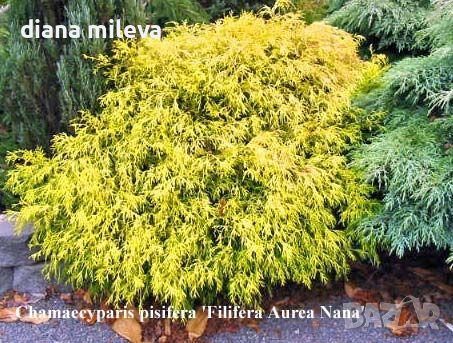 Лъжекипарис жълто джудже, Chamaecyparis pisifera 'Filifera Aurea Nana', снимка 2 - Градински цветя и растения - 44358566