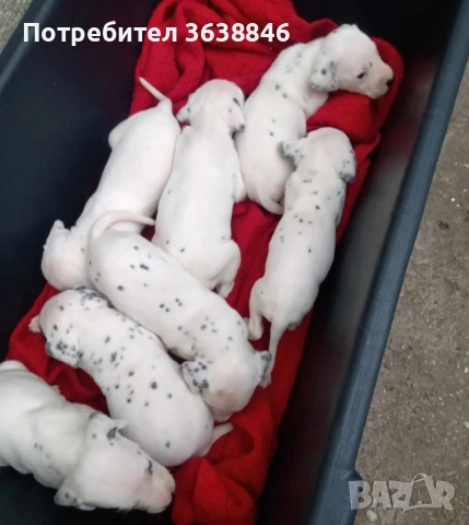 Далматинец, снимка 3 - Далматинец - 52060001