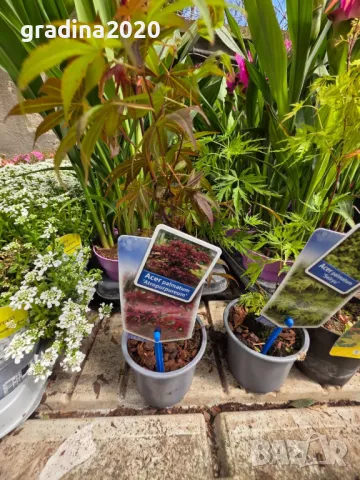 Ацер - Японски Клен Комплект от 4 вида, снимка 8 - Разсади - 50406472