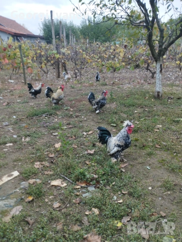 джинки и струмски , снимка 8 - други­ - 52110864