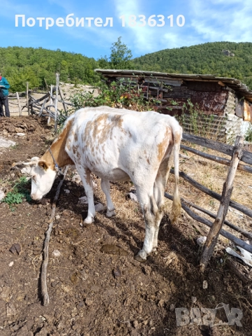 Крава за угояване, снимка 3 - Крави - 52887005