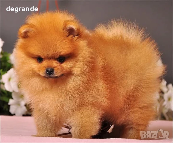 Златисти мъжки и женски бебета Померан, снимка 6 - Померан - 51198870