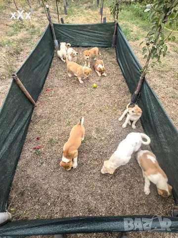 САО Алабай (КВ) , снимка 5 - Алабай - 56041550