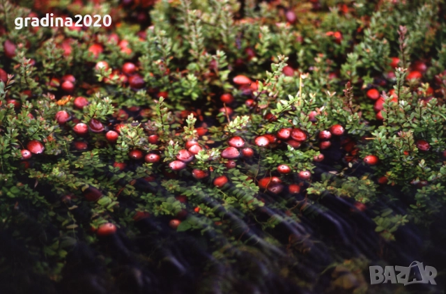 Американската червена боровинка, снимка 8 - Разсади - 52921783