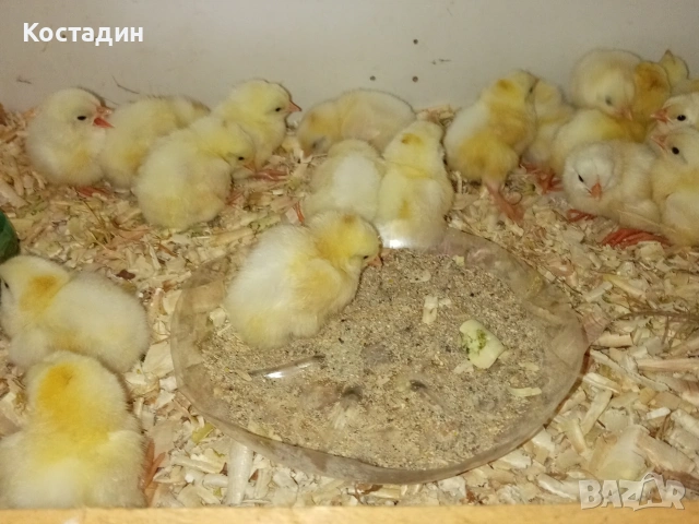 бял легхорн , снимка 2 - Кокошки и пуйки - 54050413