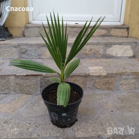 Палма Вашингтон - различни размери