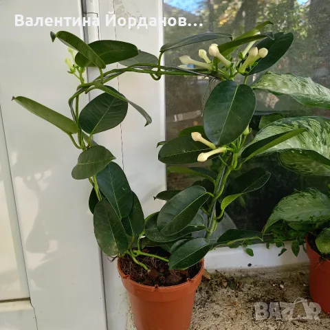ароматен жасмин 