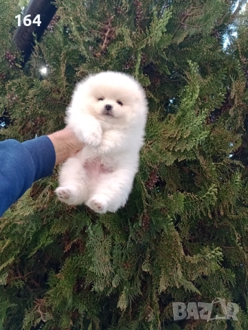 Померани. Реални снимки !!! , снимка 3 - Померан - 54144368