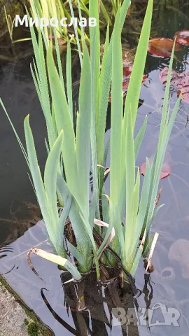 Продавам растения Жълт воден ирис, снимка 7 - Градински цветя и растения - 45382578