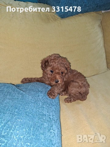 Той Пудели, снимка 9 - Пудели - 53807475