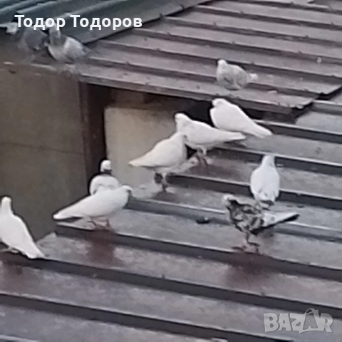 Предлагам бирмингамски ролери! Перфектни млади птици в отлично здраве! Демонстрация!, снимка 1