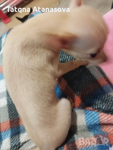 Продавам мини пинчер , снимка 4 - Пинчер - 52531711