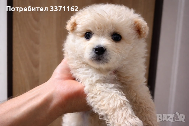 Померан - шпиц, снимка 2 - Померан - 54074003