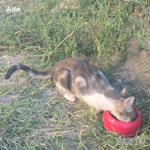 Котета на два месеца и майката на една годинка, снимка 13 - Други - 56168290