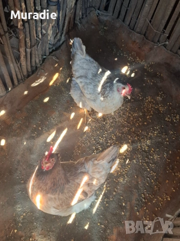 Продавам 2 кокошки за 30 евро