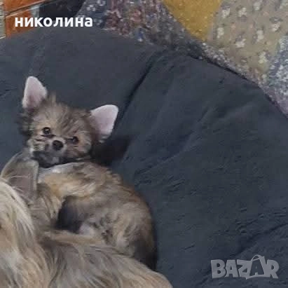 Продавам Йоркширски териер , снимка 13 - Йоркширски териер - 53051709