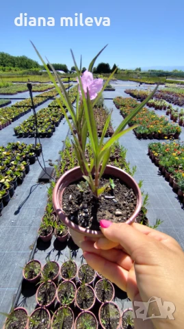 Руелия, Мексиканска петуния в три различни цвята!, снимка 7 - Градински цветя и растения - 50923578