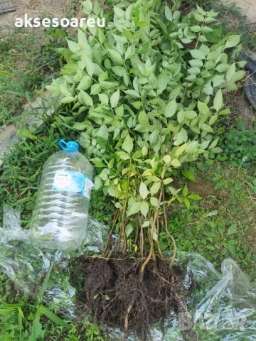 Нова здрава Еводия над метър Фиданки от медоносното дърво на пчеларя разсад високи дръвчета , снимка 18 - Разсади - 51647548