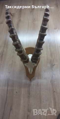 Трофей на козирог, снимка 2 - Други - 51621092