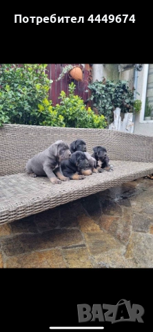 Кане корсо (ферментино), снимка 3 - Кане корсо - 54090889