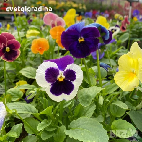 Едроцветна ароматна теменужка, снимка 4 - Градински цветя и растения - 52815725