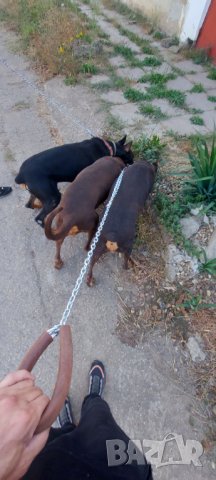 НОВО >>> Двоен повод за малки и големи кучета , снимка 4 - За кучета - 42590339