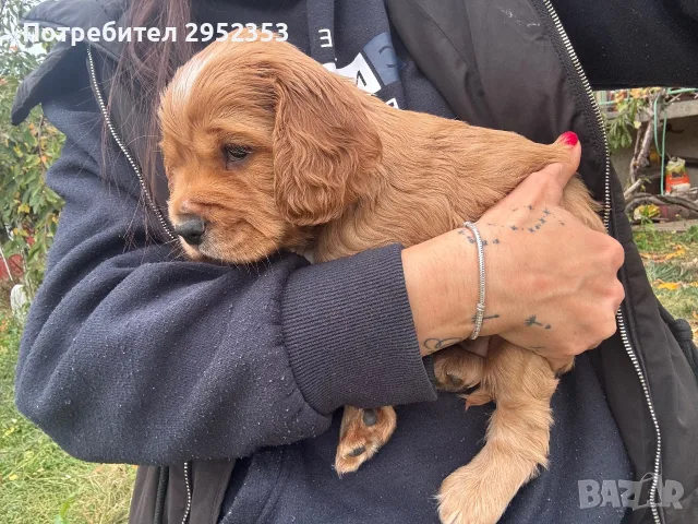 Куче кокер шпаньол, снимка 11 - Кокер шпаньол - 56476256