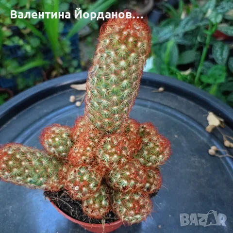 кактус големи растения , снимка 5 - Стайни растения - 56298510
