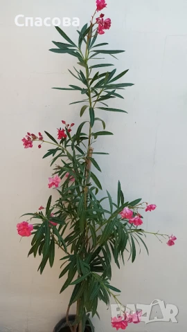 Зокум / лян различни цветове олеандър, снимка 2 - Градински цветя и растения - 46410404