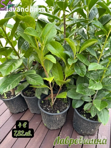 Лавровишна – Вечнозелен Храст за Жив Плет | В Контейнери, снимка 4 - Градински цветя и растения - 42641155