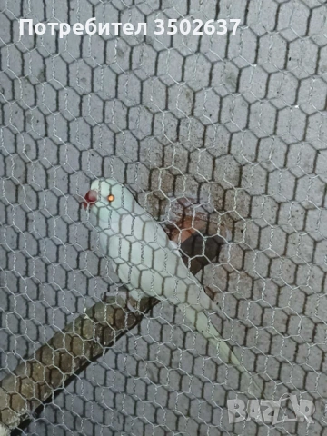 Папагали малък александър