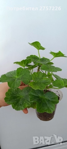 Millfield rose , снимка 2 - Стайни растения - 52510003