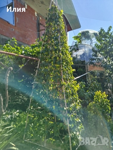 Бреза на формировка пирамида , снимка 13 - Градински цветя и растения - 51471282