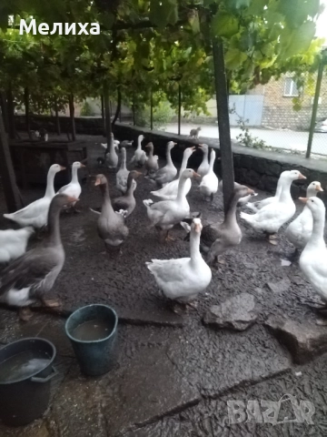 гъски, снимка 6 - Патици и гъски - 51984830