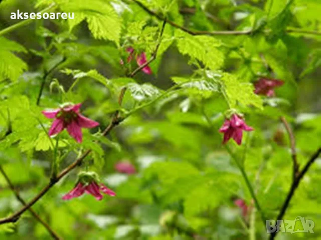 20 качествени Семена от Британска Есенна Златна Малина Златни наситени Сладки Малини от Колумбия, снимка 9 - Сортови семена и луковици - 50221087
