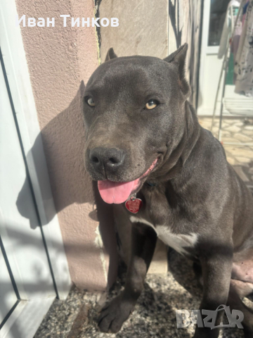 Pitbull blue nose, снимка 3 - Питбул - 44587639