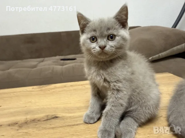 Британски късокосмести котки, снимка 7 - Британска късокосместа - 56404480
