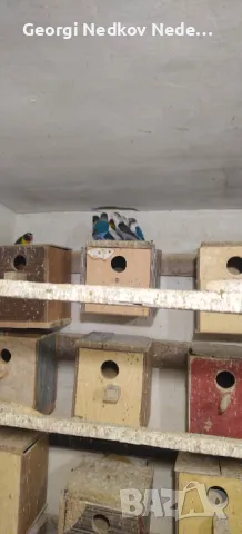 Продавам маскови неразделки, снимка 5 - Папагали - 50423073