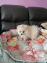 померанче момиче на два месец, снимка 4