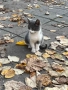 Подаряват се котета, снимка 2