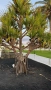 Палма Пандантус, снимка 1