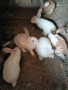 продавам зайци на възраст 5 до 6 месеца, снимка 4